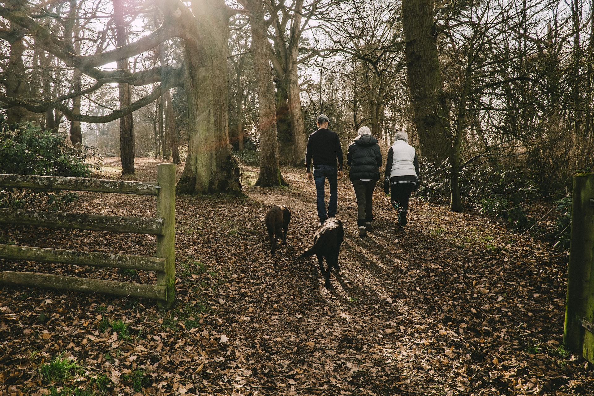 people walking along forest